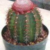 melocactus_concinnus